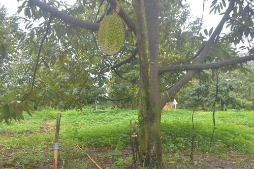 Ðể tưới tiên tiến ở khu vực phía Tây Lâm Đồng được nhân rộng