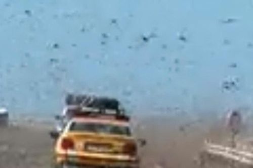Sahara và Canary: Ngỡ ngàng cảnh tượng đàn châu chấu khổng lồ bao vây