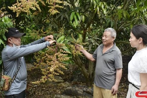 Mai Sơn phát huy hiệu quả nông nghiệp công nghệ cao
