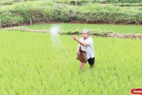 Chủ động, tập trung sản xuất ngay từ đầu năm