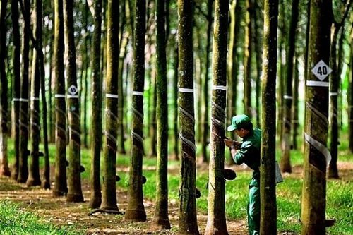 Tập đoàn Công nghiệp Cao su Việt Nam (GVR) : 12.000 ha cao su 'đắp chiếu', nghìn tỷ đồng đang bị chôn vùi trong lãng phí?