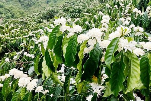 Phát triển cà phê bền vững thích ứng với biến đổi khí hậu