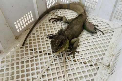 Cận cảnh con Rồng Đất quý hiếm được thanh niên ở Tây Ninh phát hiện trong vườn nhà