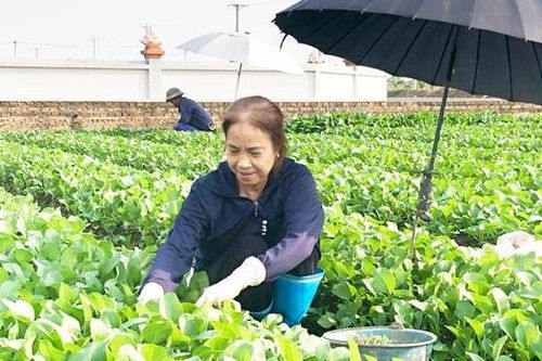 Đưa sản phẩm rau sạch Bát Tràng vươn xa