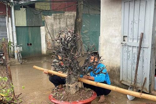 Hết Tết, đào đồng loạt 'lên sàn' thanh lý, nhà vườn tất bật thu mua