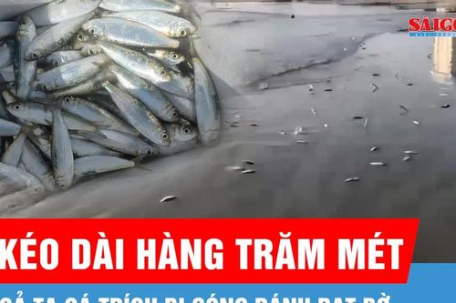 Cả tạ cá trích dạt bờ, nhiều người đến bắt