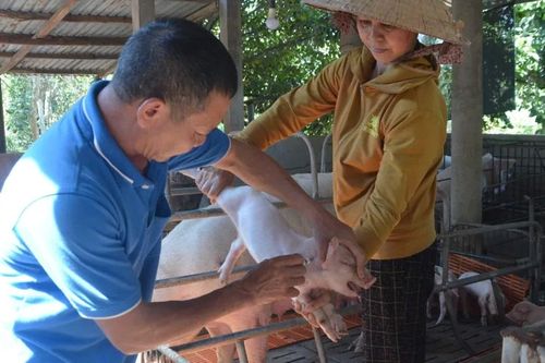 2 tháng đầu năm 2026, cả nước có gần 12.700 con heo chết, buộc tiêu hủy vì dịch
