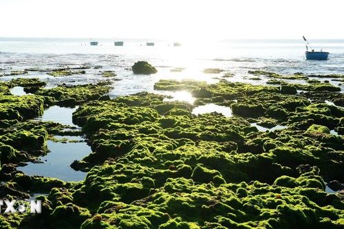 Khánh Hòa: Trải nghiệm vẻ đẹp kỳ thú của cánh đồng rong biển Phước Dinh