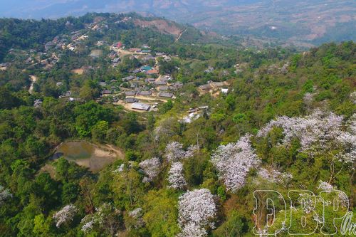 Hoa Ban 'gọi' mùa mật vàng