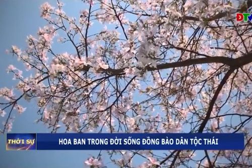 Hoa ban trong đời sống đồng bào dân tộc Thái