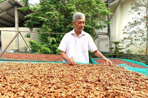 'Thu nhập kép' từ trồng xen ca cao trong vườn dừa
