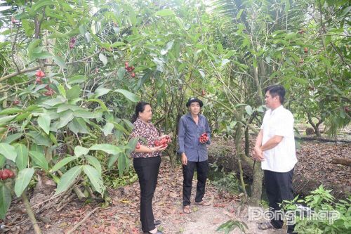 Phục hồi vườn cây ăn trái sau tết