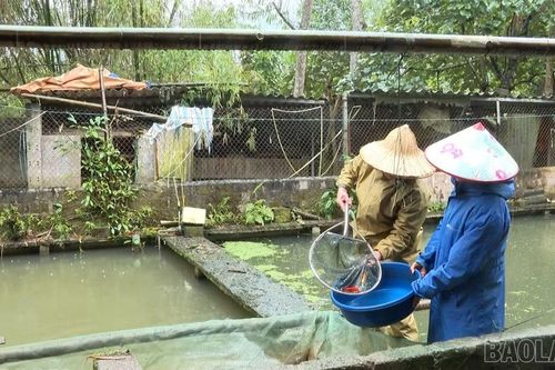 Cựu chiến binh Lào Cai nỗ lực phát triển kinh tế
