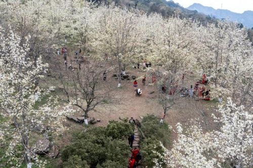 Hồng Thái, Tuyên Quang: Trải nghiệm mùa hoa lê trắng tinh khôi giữa núi rừng Đông Bắc