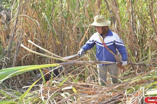 Vị ngọt trên những cánh đồng mía Chiềng Sại
