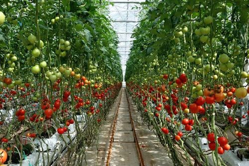 Không đắt tiền, không hiếm lạ: Loại quả đỏ mọng được ví như 'tường thành' cho sức khỏe, Lâm Đồng trồng nhiều nhất cả nước