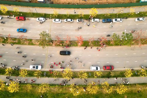 Người Hà Nội mang thang 'săn ảnh' đường hoa phong linh nở vàng rực rỡ