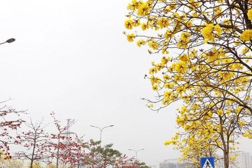 Phong linh vàng óng, mộc miên rực đỏ gọi bước chân du khách