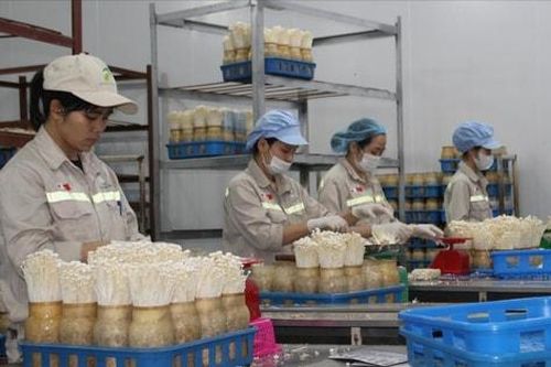Hương Sơn hỗ trợ đưa sản phẩm OCOP vươn xa