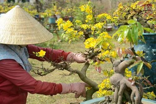 Bí quyết chăm sóc cây cảnh sau Tết luôn được tươi đẹp