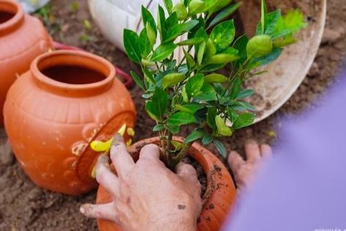 Sau Tết, nhà vườn cây cảnh Hưng Yên tất bật vào mùa ươm trồng mới