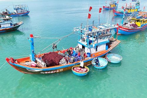 Ngư dân làng biển Quảng Ngãi trúng đậm cá nục, thu bạc triệu mỗi chuyến biển