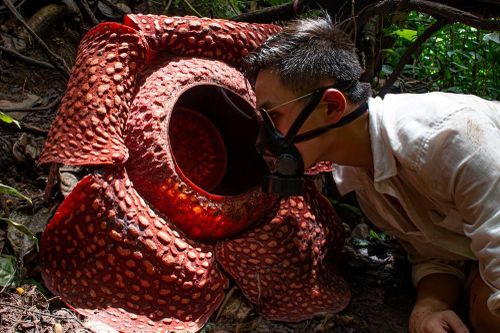 Bông hoa kỳ dị nhất hành tinh, nghe tên thấy 'rùng mình'