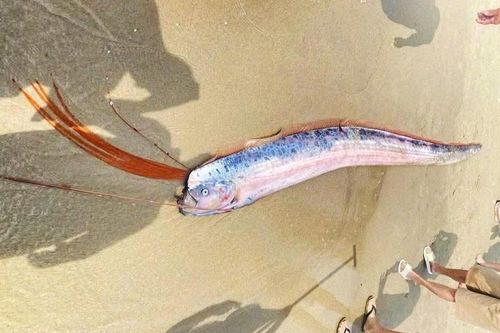 Cá hố rồng dài gần 2m dạt vào bờ biển Đà Nẵng