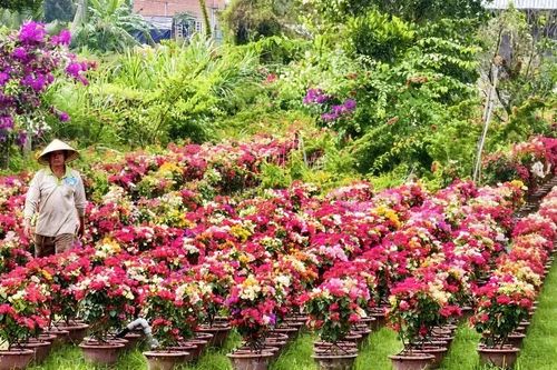 Vĩnh Long: Xã Chợ Lách phấn đấu mỗi năm cung ứng tối thiểu 4 triệu cây giống