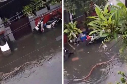 Trăn 'size khủng' bơi lội trên đường phố của điểm du lịch nổi tiếng nước Úc