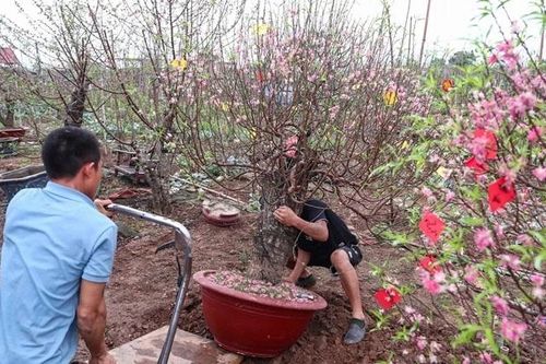 Đào Nhật Tân rời phố về vườn, bắt đầu 'hồi sinh' cho Tết năm sau