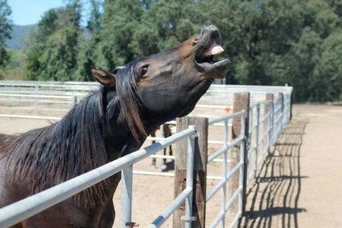 Chuyên gia giải mã cách loài ngựa tạo ra hai âm thanh khác nhau cùng lúc