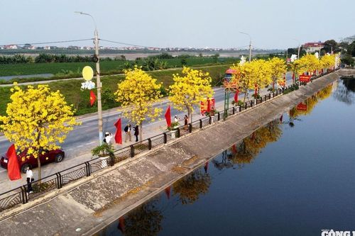 Góc sống ảo 'triệu view': Điểm check-in hoa Phong Linh thu hút giới trẻ ở Phú Thọ