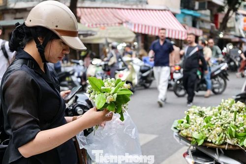 Hoa bưởi ngập phố Hà Nội, giá 'chát' vẫn đắt hàng