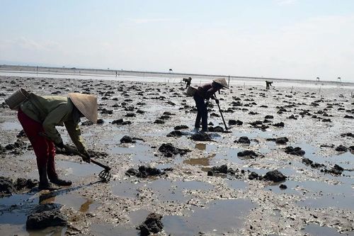 Báo động tình trạng tận diệt đặc sản sá sùng ở Quảng Ninh