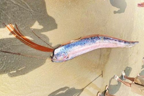 Cá hố rồng dạt vào bờ biển Đà Nẵng