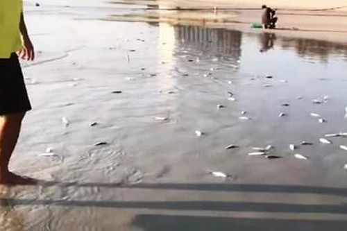 Cảnh tượng đàn cá trích dạt vào bờ biển trải dài cả cây số ở Bãi Dài, Khánh Hòa