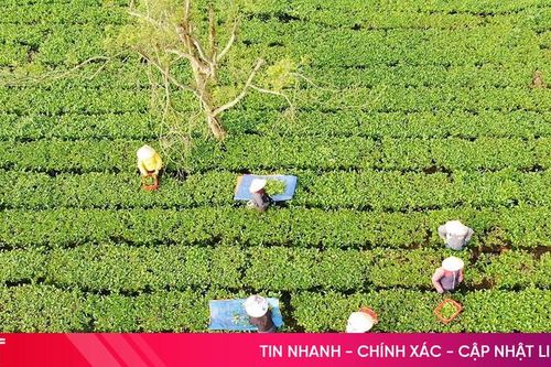 Chè Hà Tĩnh 'ách tắc' đường xuất khẩu vì ảnh hưởng chiến sự ở Iran
