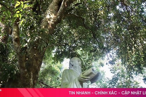 Cây vải gần 300 năm tuổi gắn với cuộc đời Hải Thượng Lãn Ông