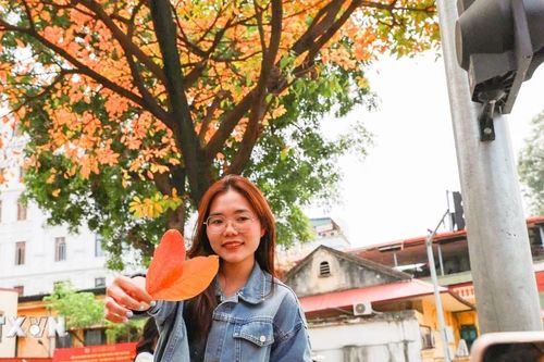 Vẻ đẹp nên thơ của Thủ đô Hà Nội trong mùa cây thay lá