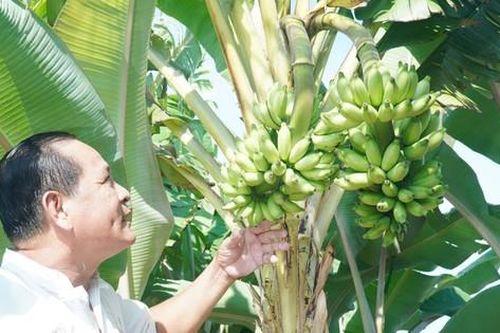 Chuyện lạ ở Cà Mau: Chuối một thân trổ 2 buồng, lão nông nói 'chưa từng thấy'