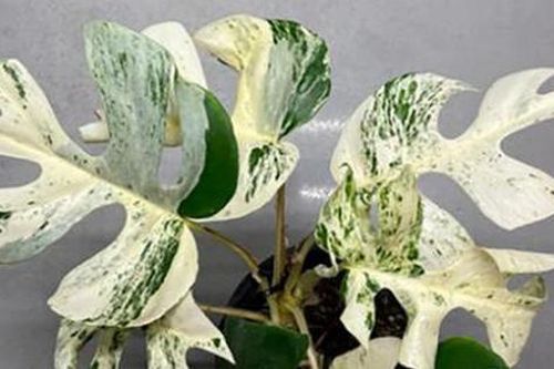Chiếc lá cây cảnh 'độc lạ' có giá nửa tỷ đồng, đại gia bí ẩn chốt ngay