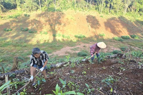 Nỗ lực hoàn thành mục tiêu phát triển vùng trồng cà phê