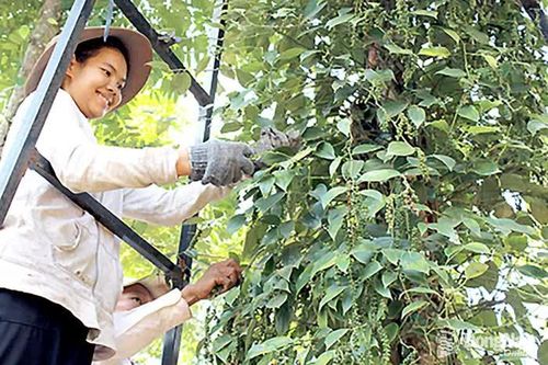 Nông dân trồng tiêu có vụ thu hoạch lợi nhuận tốt
