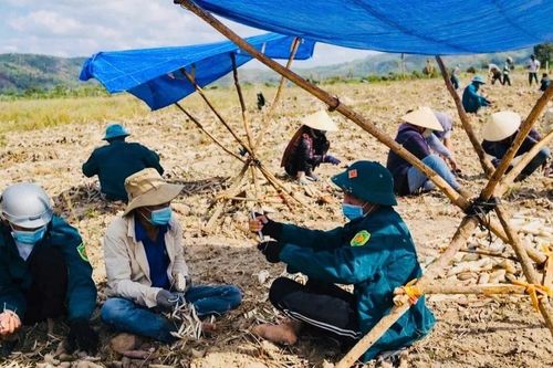 Mùa thu hoạch mì trên núi