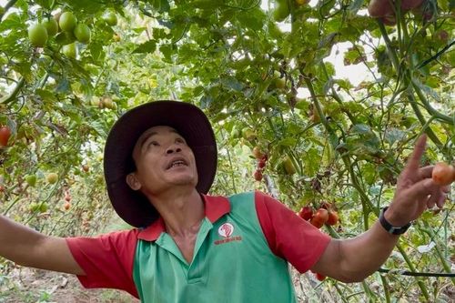 Cà chua rớt giá: Nông dân phường An Phú rơi vào cảnh khó khăn