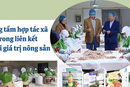 Nâng tầm hợp tác xã trong liên kết chuỗi giá trị nông sản