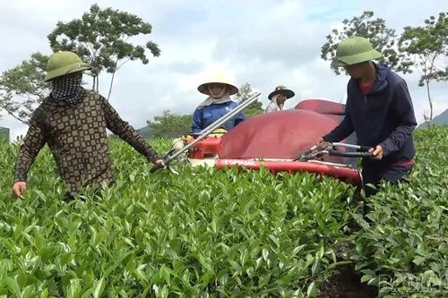 Xã Liên Sơn: Phát triển nông sản chủ lực nâng cao thu nhập người dân