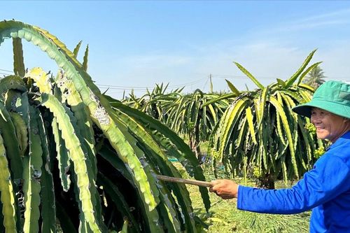 Nhà vườn tập trung chăm sóc thanh long sau tết