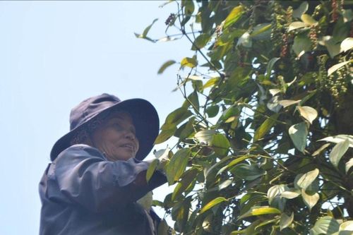 Bí quyết giúp vườn tiêu thoát cảnh 'năm được, năm mất'